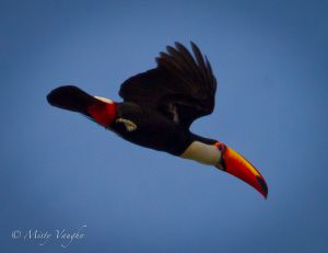 c4-toucan 2.jpg